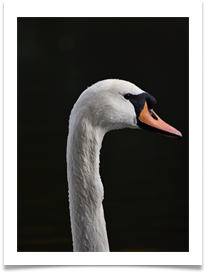Water-beaded Bird - June Bannister